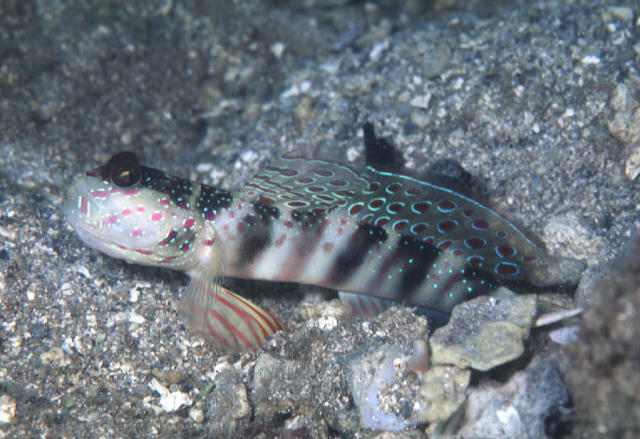 Cryptocentrus singapurensis